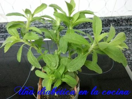 Stevia