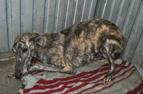 VICTORIA, SU TERROR LA LLEVARÁ A UNA MUERTE SEGURA...(BADAJOZ)