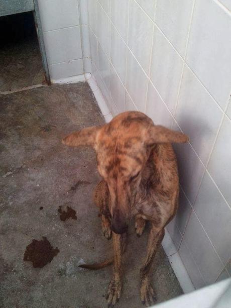 SPEEDY, ESPERA EN LA PERRERA SU INCIERTO DESENLACE.