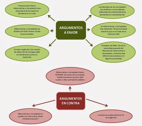 Lynn Margulis, 3 años después