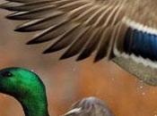 graznido patos produce eco?