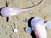 profundidad máxima puede nadar pez?