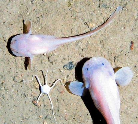 Notoliparis kermadecensis o pez caracol y una estrella de mar, Ophiura loveni