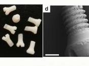 Desarrollan Tornillos Seda para Osteosintesis