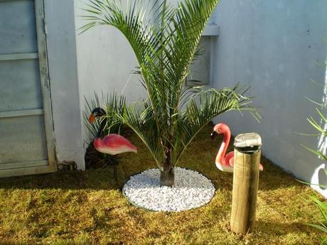 Palmera Dypsis Decary