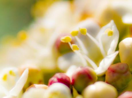 Flor en macro