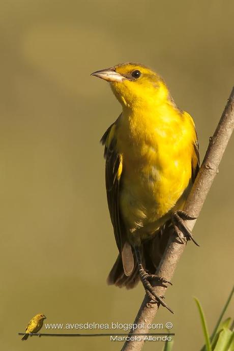 Tordo amarillo (Saffron-cowled Blackbird) Xanthopsar flavus