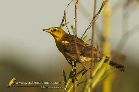 Tordo amarillo (Saffron-cowled Blackbird) Xanthopsar flavus