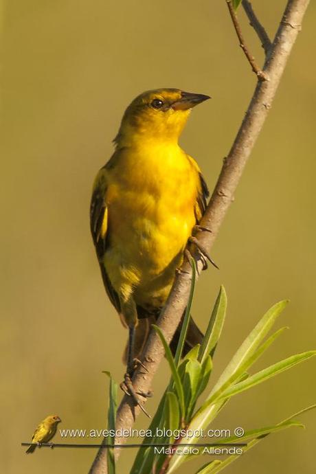 Tordo amarillo (Saffron-cowled Blackbird) Xanthopsar flavus