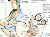 regalado esta hermosa tarea: vida través leche materna.