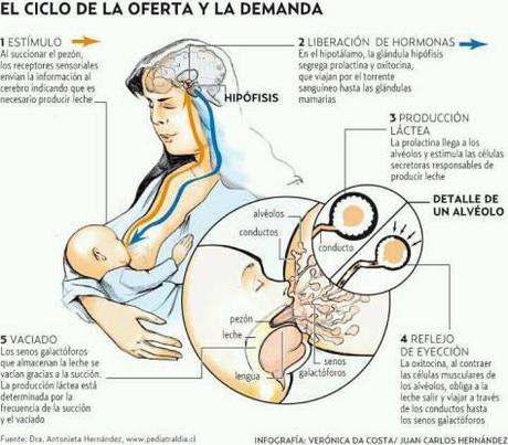 Nos han regalado esta hermosa tarea: dar vida a través de la leche materna.