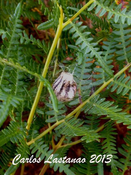 La cesta de la araña tigre.