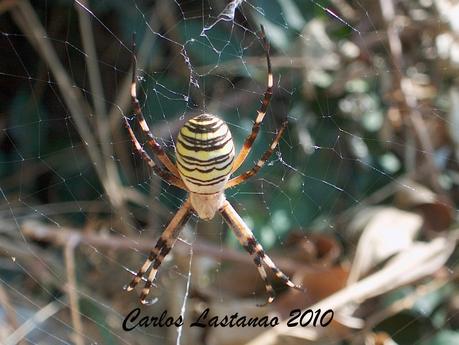La cesta de la araña tigre.