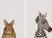 Imprimibles para decorar fotos animales