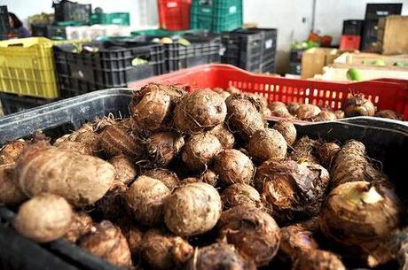 La ayuda para alimentación y las buenas intenciones La ayuda para alimentación y las buenas intenciones