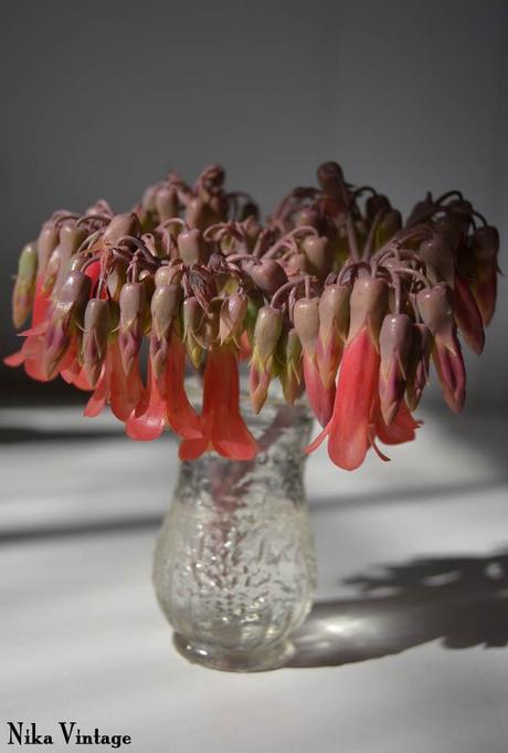 Blog hop, macro del dia ... Sombras