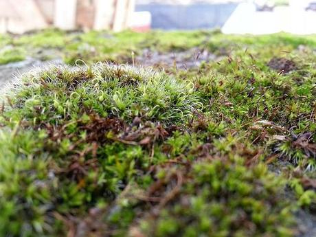 Androidografia Barakaldo 1646