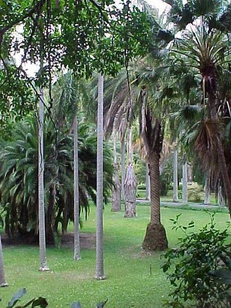 Jardín Botánico de la UCV y Centro Médico de Caracas unidos a favor del cultivo de palmas