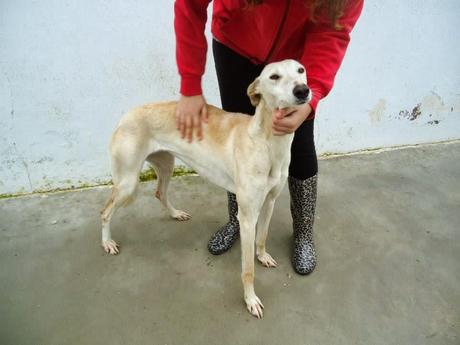 Petición de ayuda Galgos en la perrera de Badajoz‏.