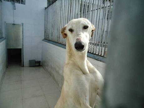 Petición de ayuda Galgos en la perrera de Badajoz‏.