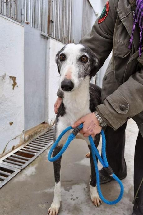 Petición de ayuda Galgos en la perrera de Badajoz‏.