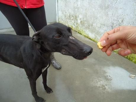 Petición de ayuda Galgos en la perrera de Badajoz‏.