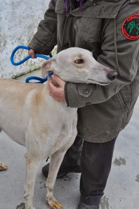 Petición de ayuda Galgos en la perrera de Badajoz‏.