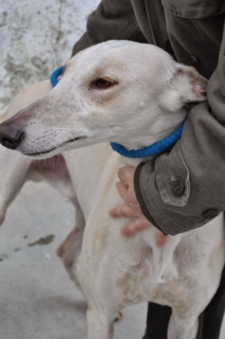 Petición de ayuda Galgos en la perrera de Badajoz‏.