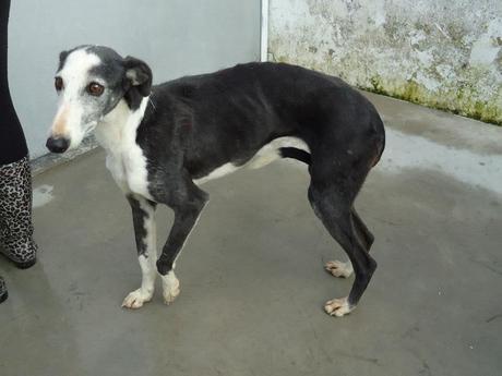 Petición de ayuda Galgos en la perrera de Badajoz‏.