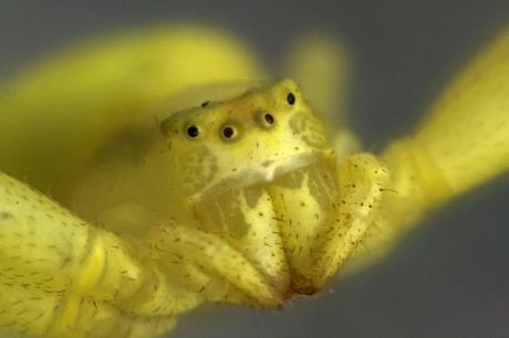 Para ampliar Misumena vatia (Clerck, 1758) hacer clic