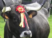 próximo junio después años Santander celebrará tradicional "pasá" ganado tudanco