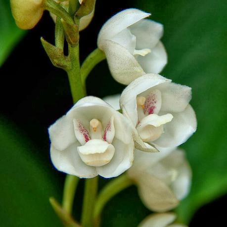 LA SORPRENDENTE 'FLOR DEL ESPÍRITU SANTO'