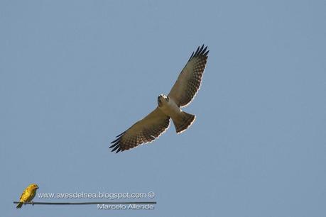 Aguilucho cola corta (Short-tailed Hawk) Buteo brachyurus