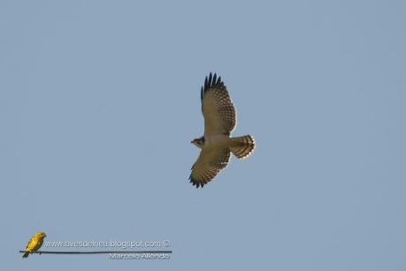 Aguilucho cola corta (Short-tailed Hawk) Buteo brachyurus