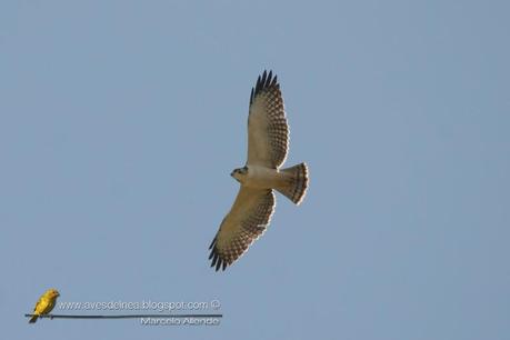 Aguilucho cola corta (Short-tailed Hawk) Buteo brachyurus