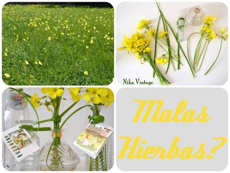 Diy con malas hierbas