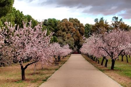 Quinta de los Molinos con los almendros en flor en Madrid