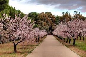 Quinta de los Molinos con los almendros en flor, en Madrid