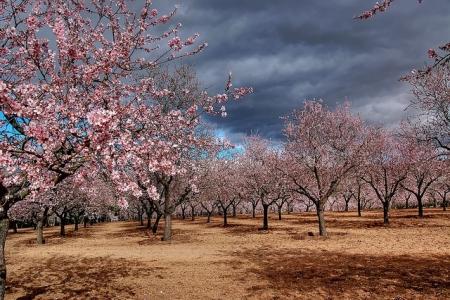 Quinta de los Molinos con los almendros en flor, en Madrid