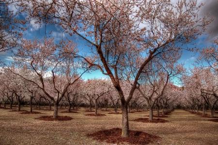 Quinta de los Molinos con los almendros en flor, en Madrid