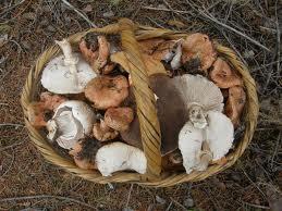 UN ALIMENTO DE TEMPORADA: LAS SETAS