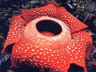 LAS FLORES MÁS RARAS DEL MUNDO Como en todos los campos, ...