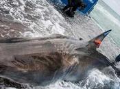 Épico viaje Atlántico gran tiburón blanco