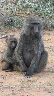 OlJogi2006237