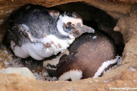 nido de pinguinos