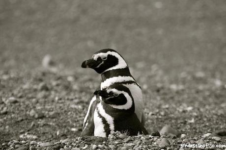 amor de pinguinos