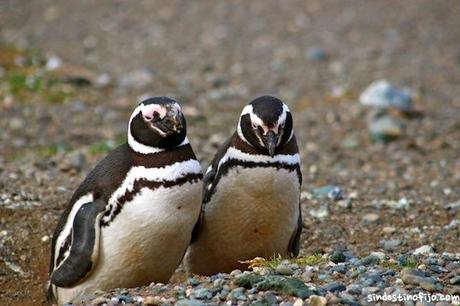 Nido de pinguino magallanico