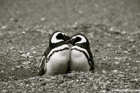 pareja de pinguinos