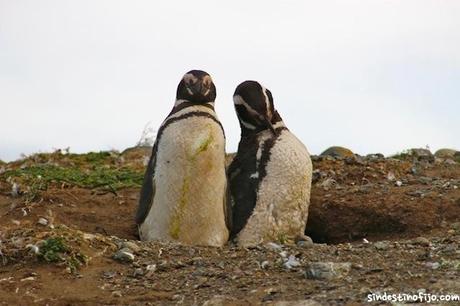 pareja de pinguinos magallanicos
