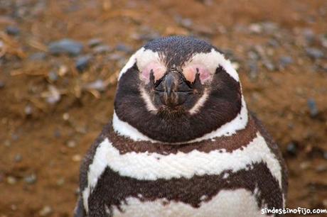 Pinguino de Magallanes